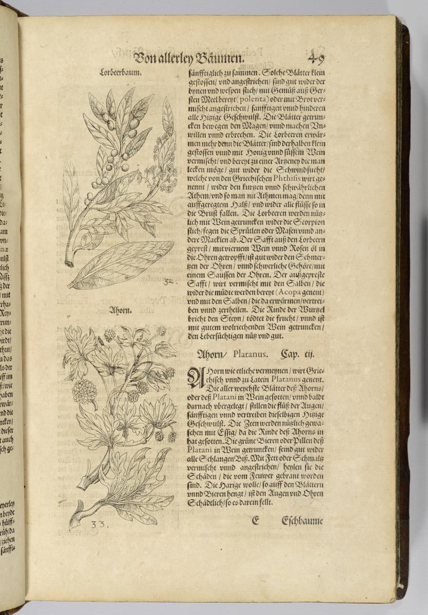 Lorbeerbaum, Ahorn. in: Johannes Danzium u. Petro Uffenbach: Kräuterbuch. Conrad Corthoys: Frankfurt 1610