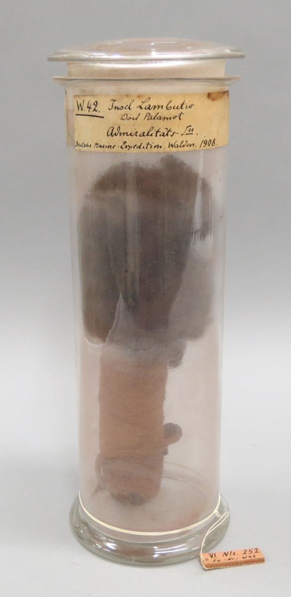 VI Nls 252