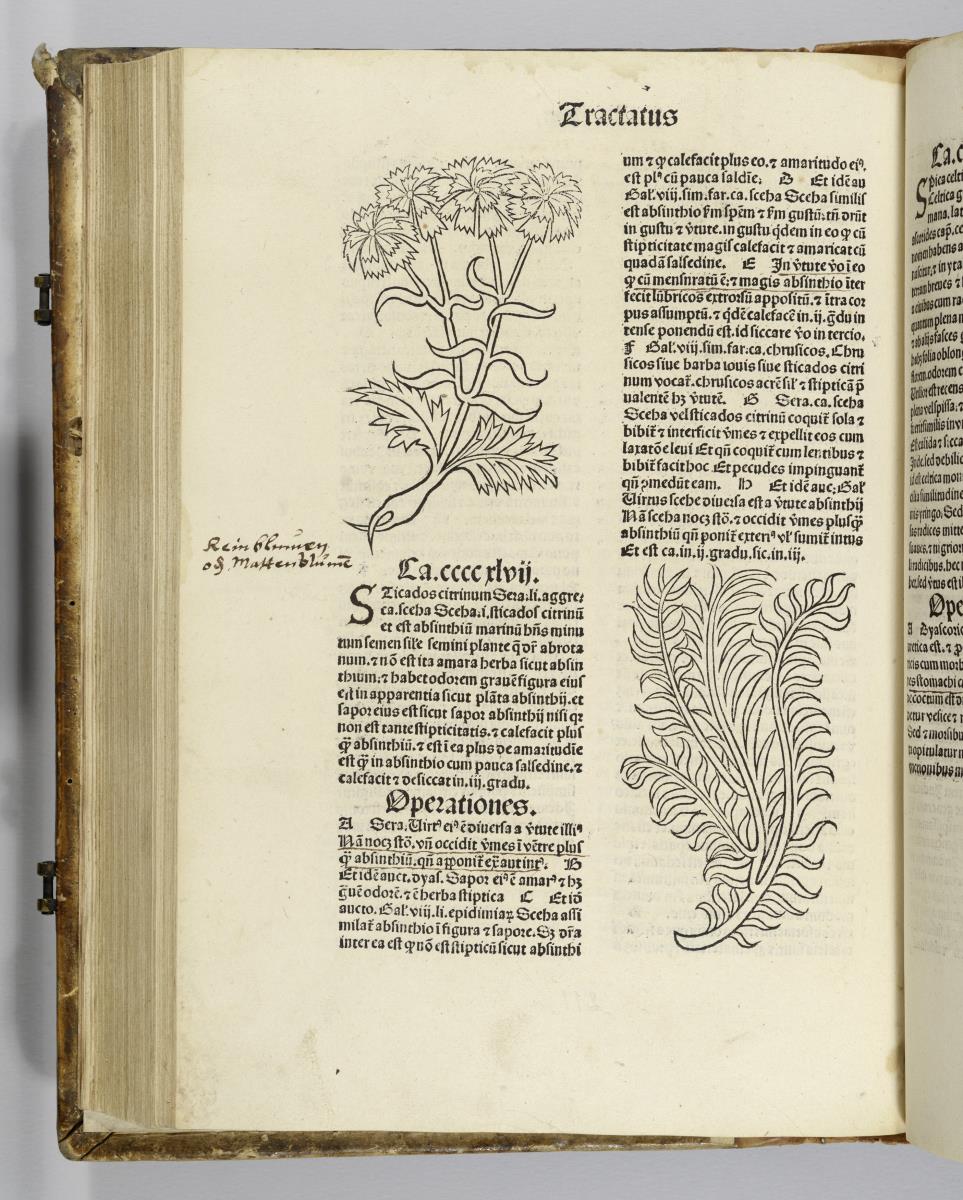 Hortus sanitatis. Mainz: Jakob Meydenbach. 23.VI.1491.
