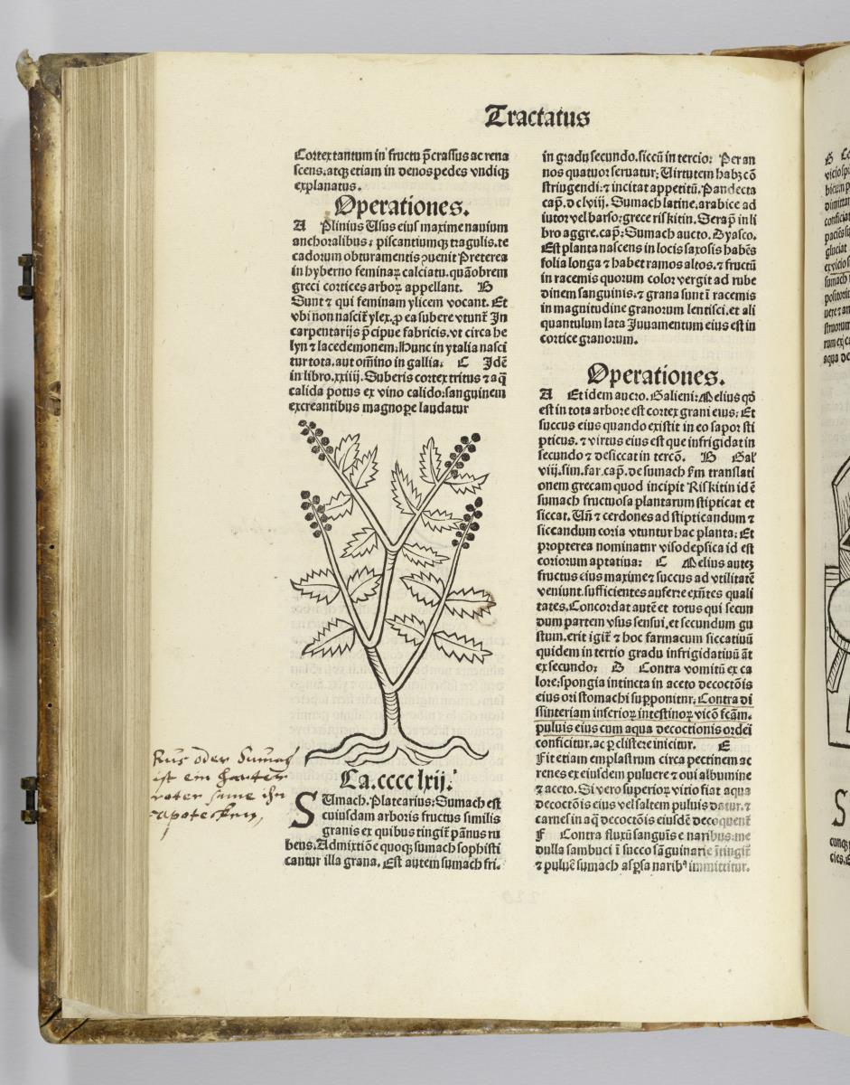 Hortus sanitatis. Mainz: Jakob Meydenbach. 23.VI.1491.
