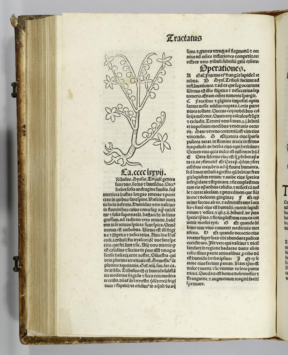 Hortus sanitatis. Mainz: Jakob Meydenbach. 23.VI.1491.
