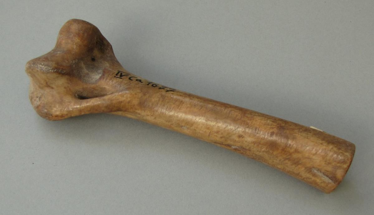 IV Ca 1677