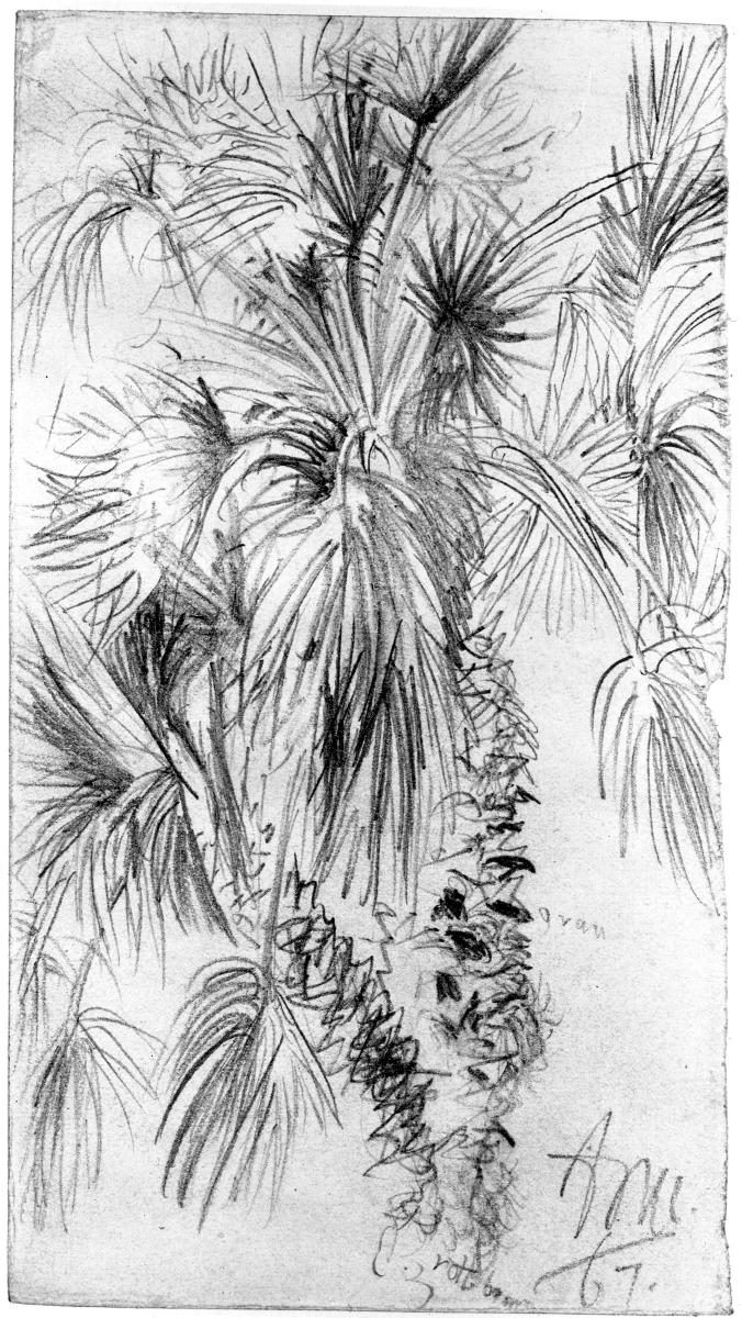 Palmenkronen