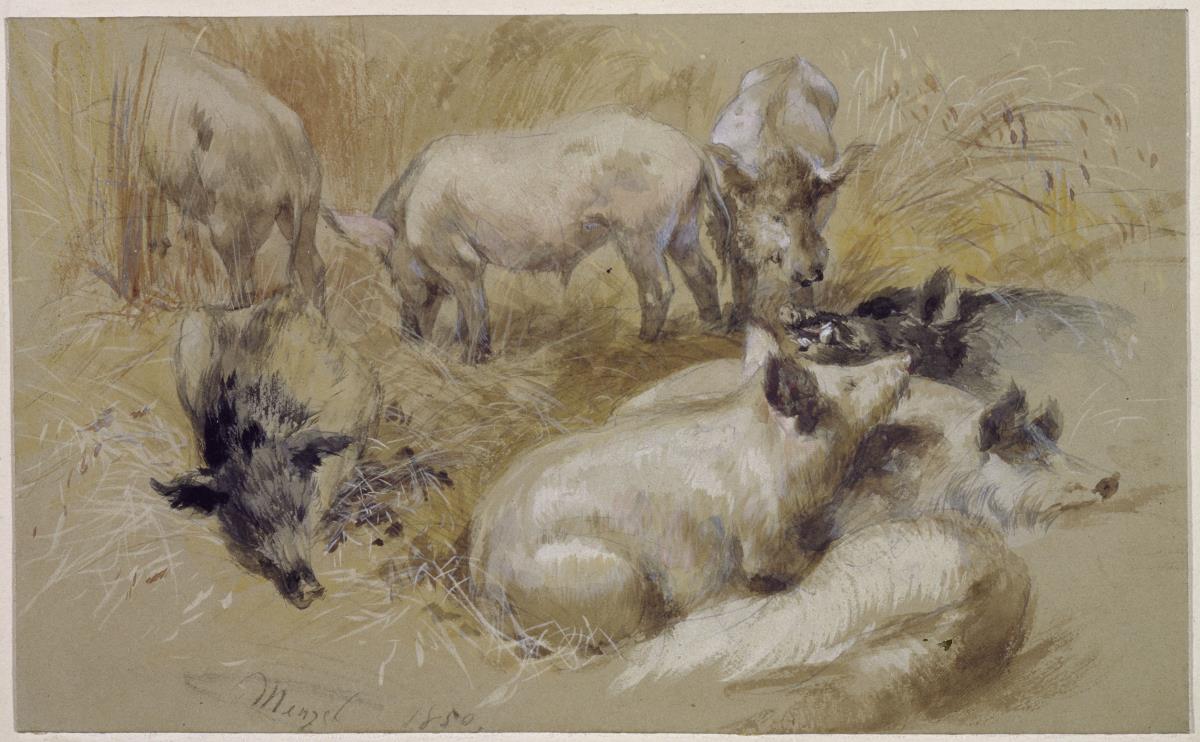 Schweine im Kornfeld