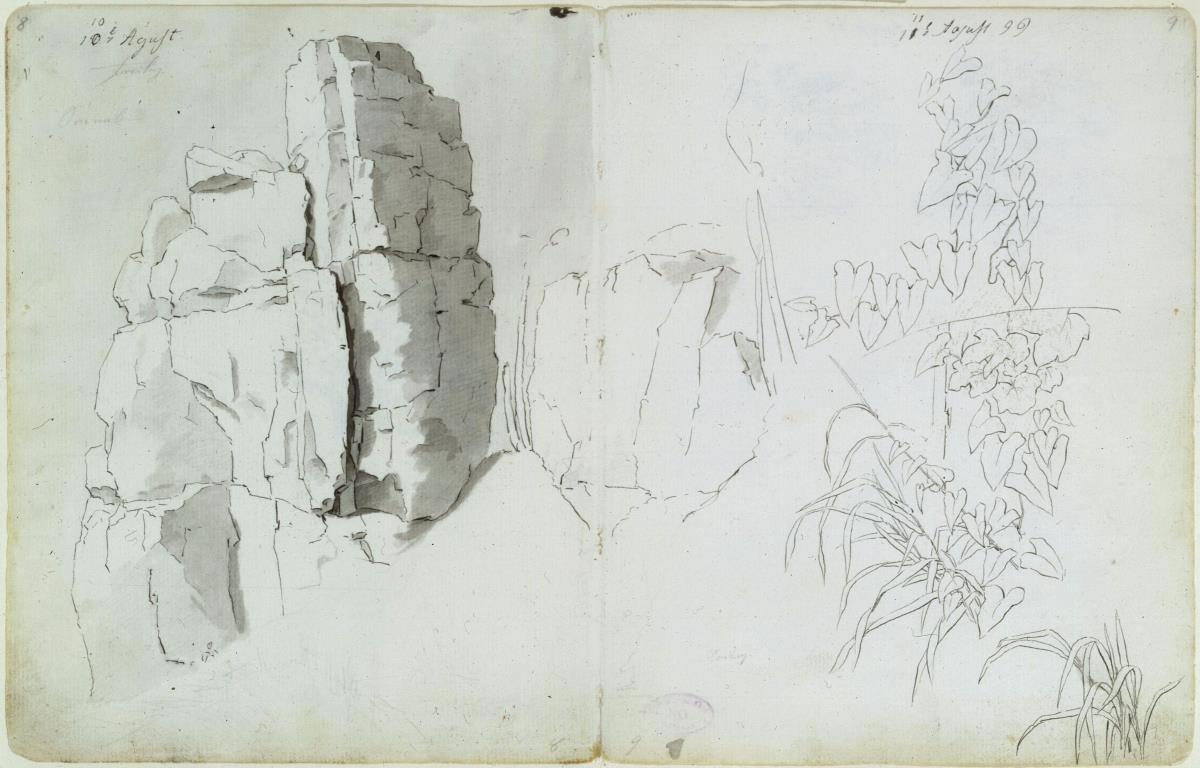 Felsenstudie, Pflanzenstudien