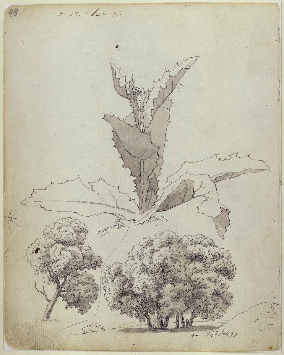 Distel und zwei Baumstudien