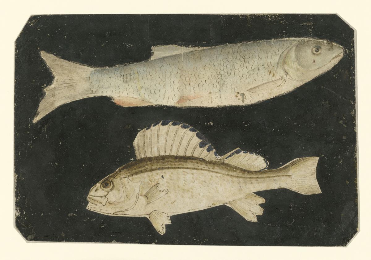 Zwei Fische übereinander (Forelle und Knorrfisch)