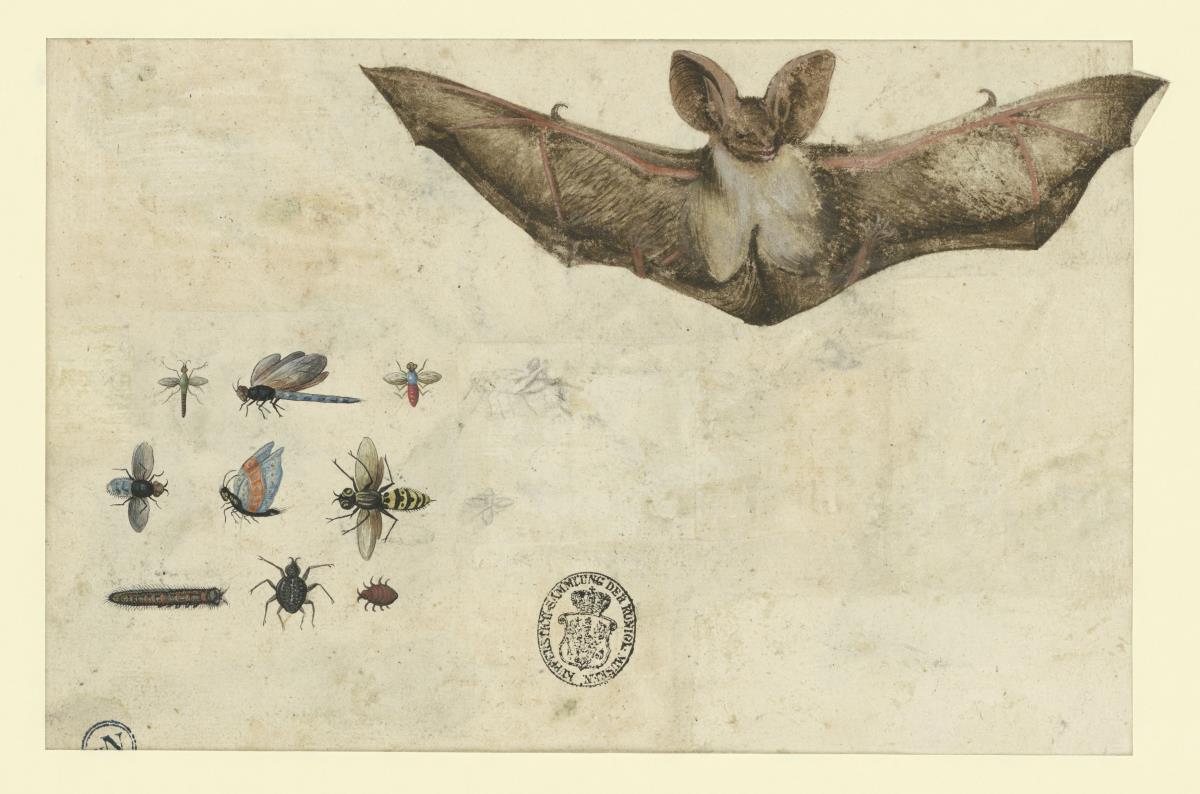 Eine Fledermaus und Insekten