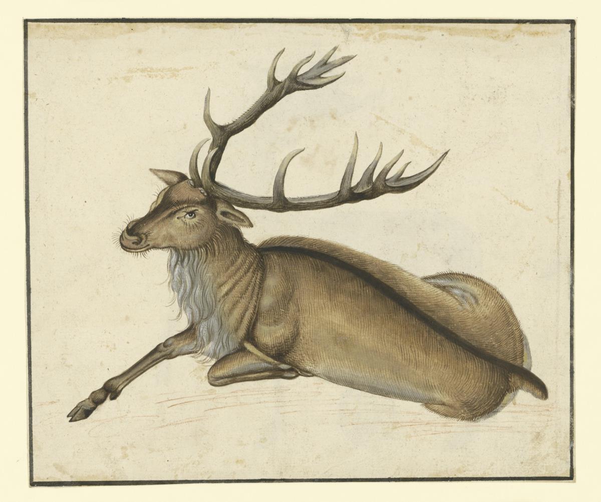 Liegender Hirsch, nach links