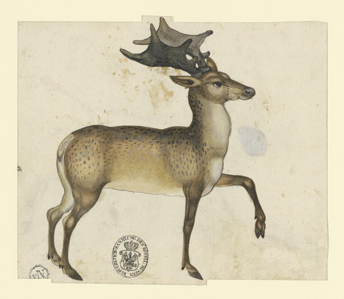 Schreitender Damhirsch