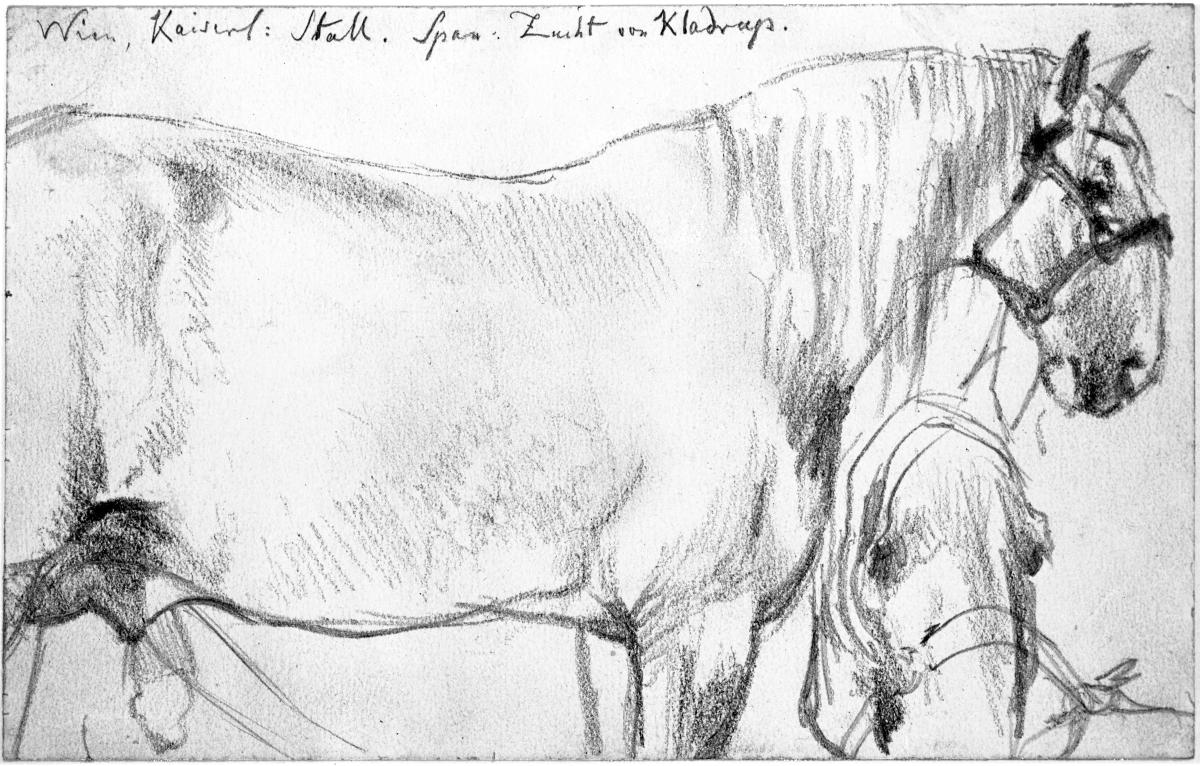 Pferd mit Halfter nach rechts, Kopf mit Halfter von vorn