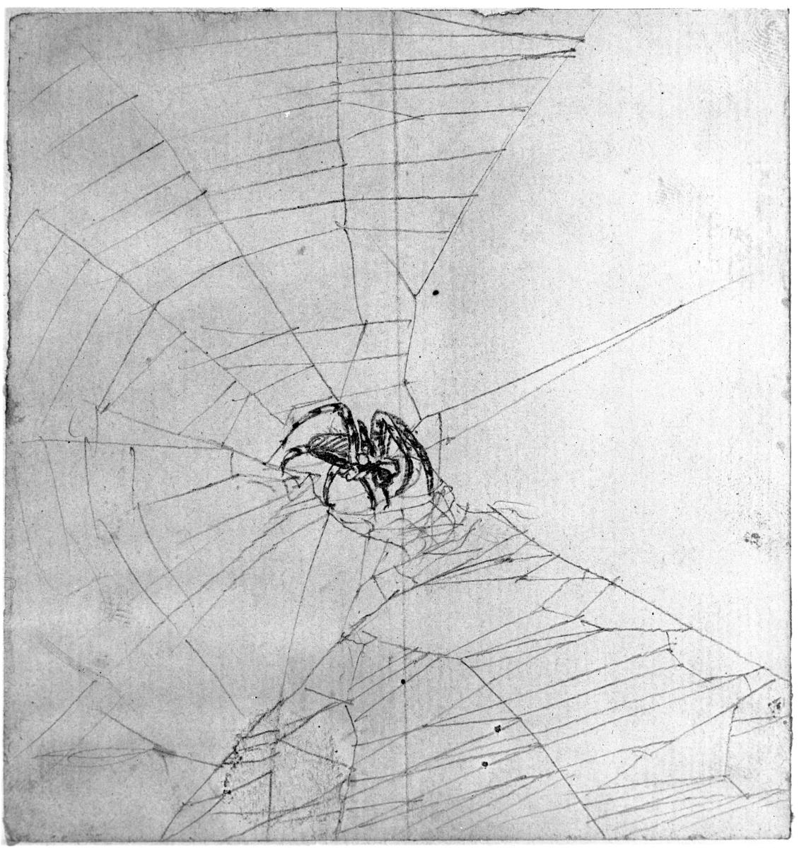 Spinne im Netz
