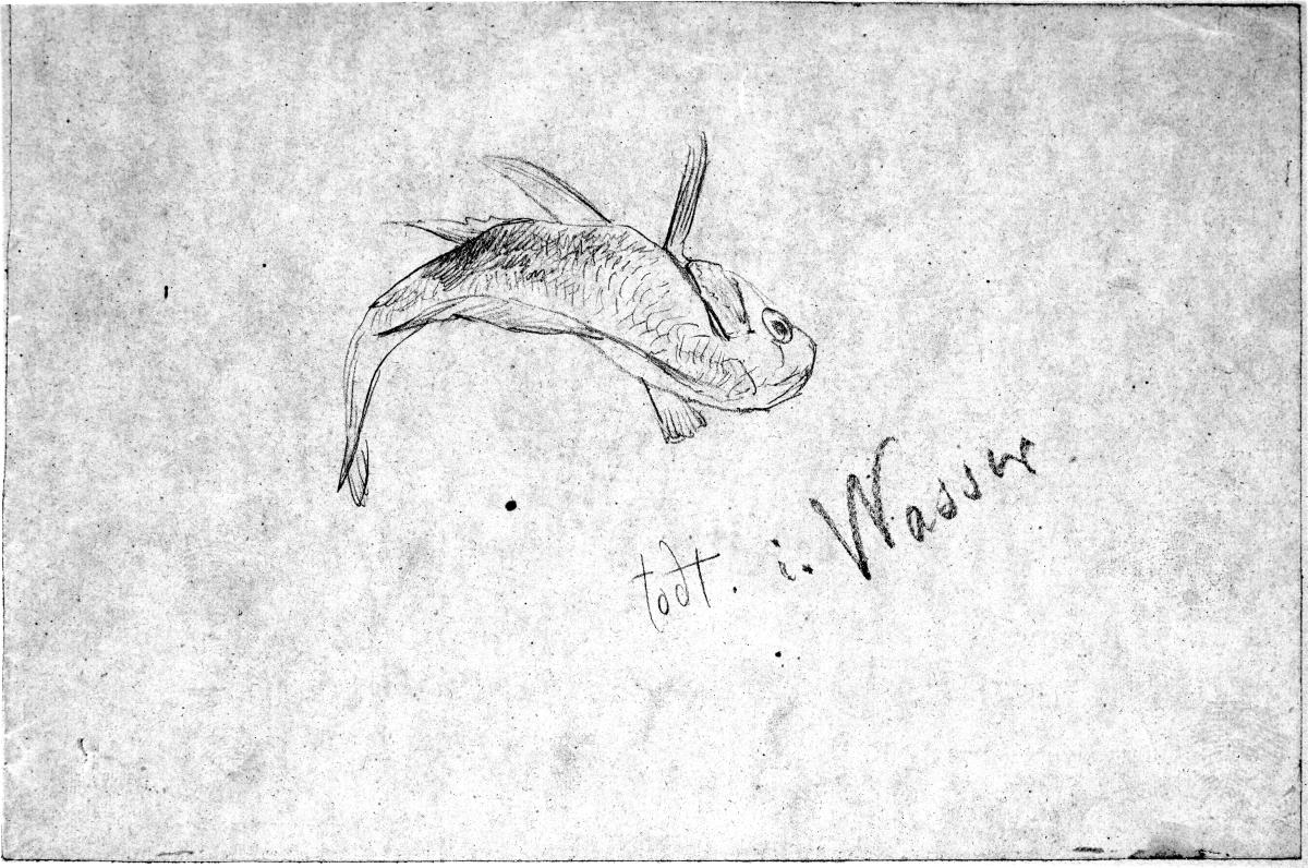 Toter Fisch im Wasser