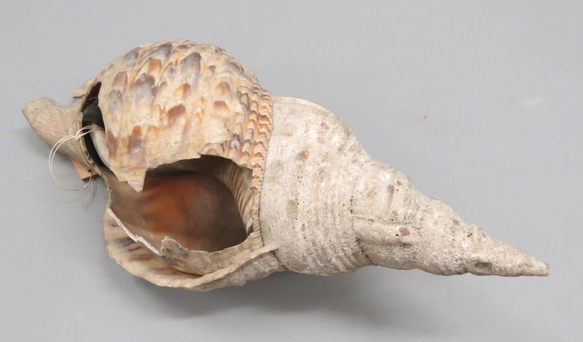 VI Nls 349