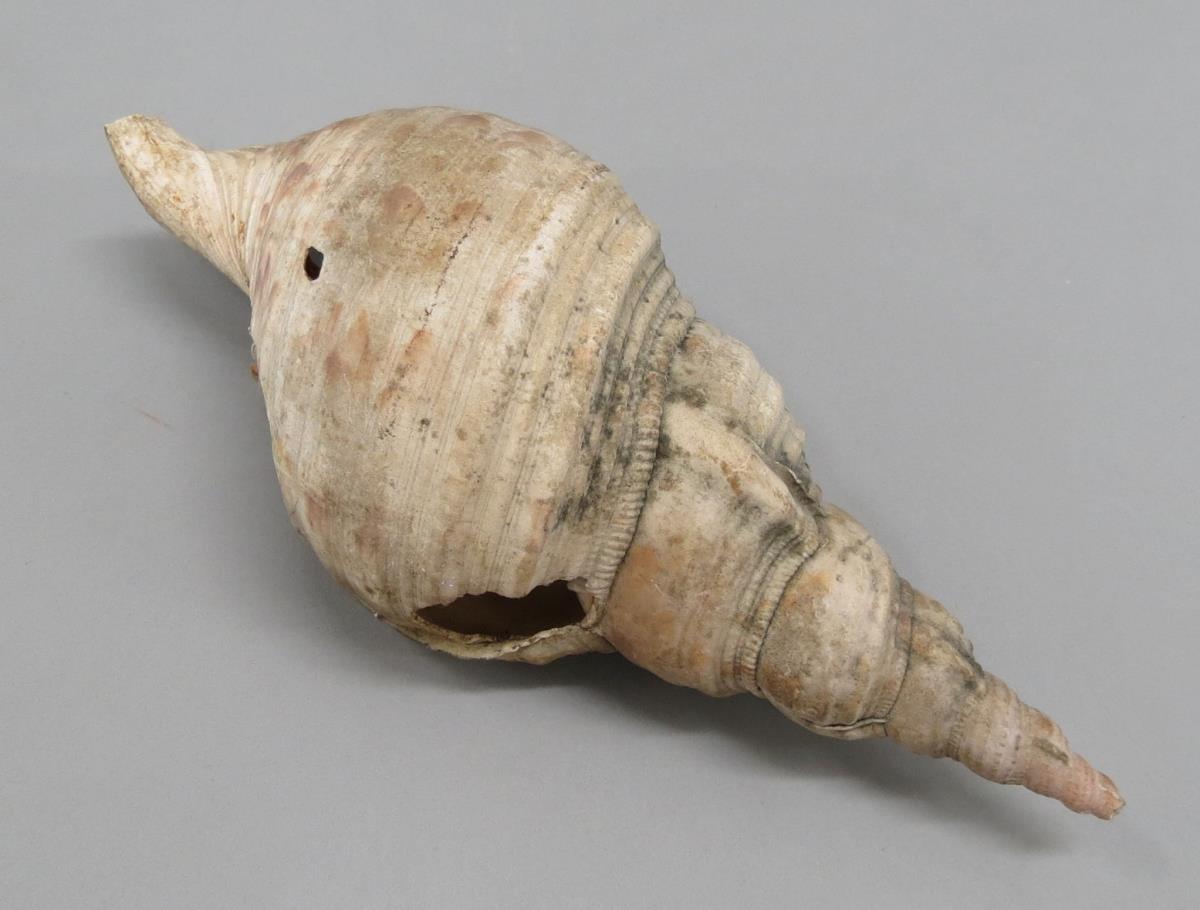 VI Nls 359