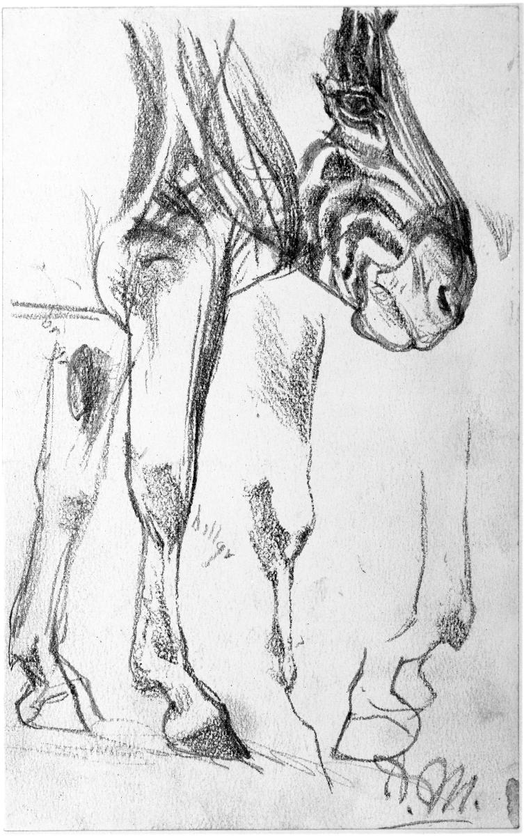Kopf und Beine eines Zebras