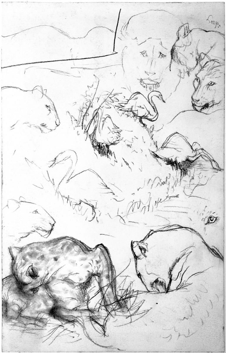 Leoparden und Details, Schwäne am Wasser, menschliches Gesicht