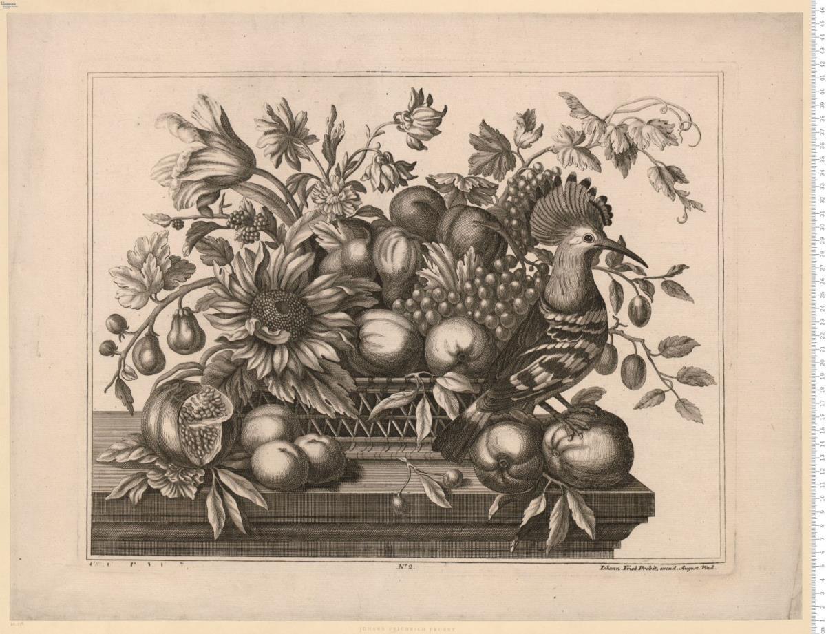 Blumen- und Fruchtkorb mit Wiedehopf bzw. Papagei. Iohann Fried: Probst, excud. August. Vind. Verl.-Nr. (Regal Fol.) 2.