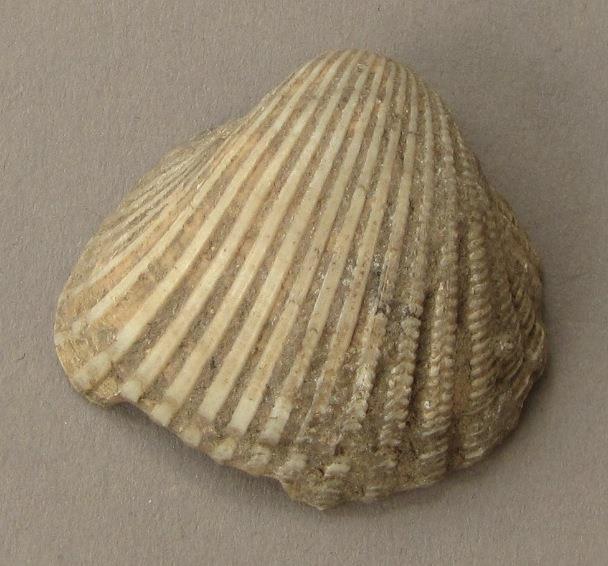 IV Ca 23825
