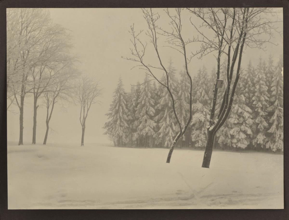 Schneelandschaft mit Bäumen