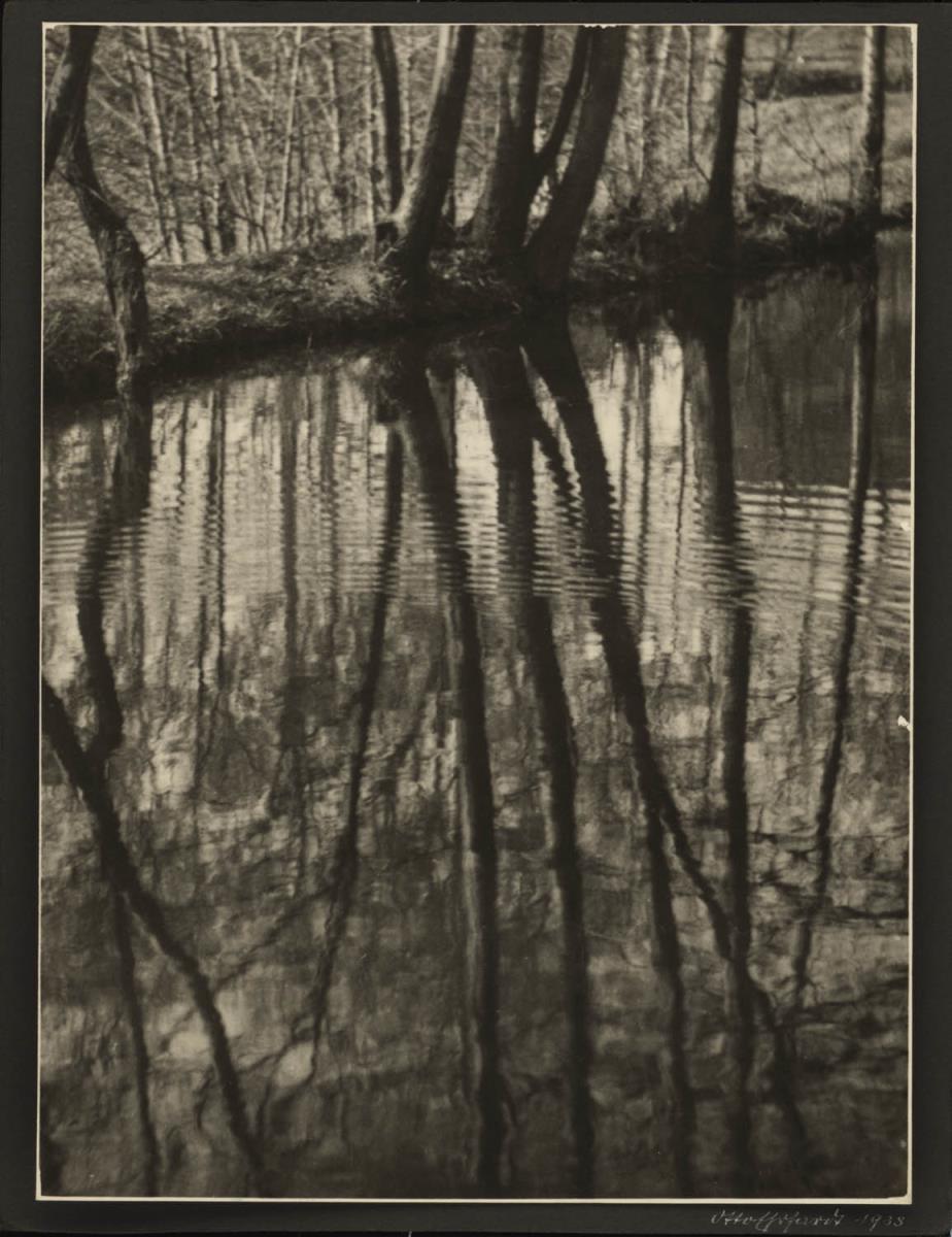 Baumspiegelung im Wasser