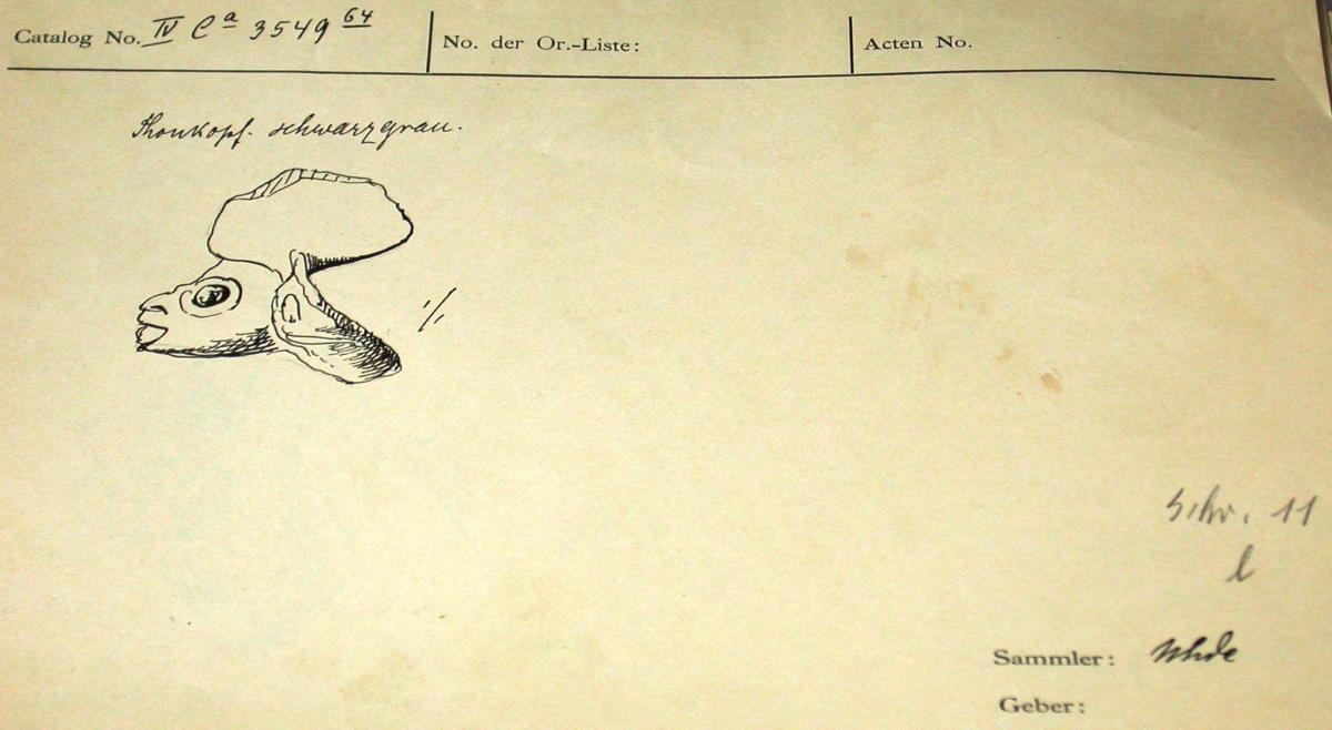 IV Ca 3549 (64)