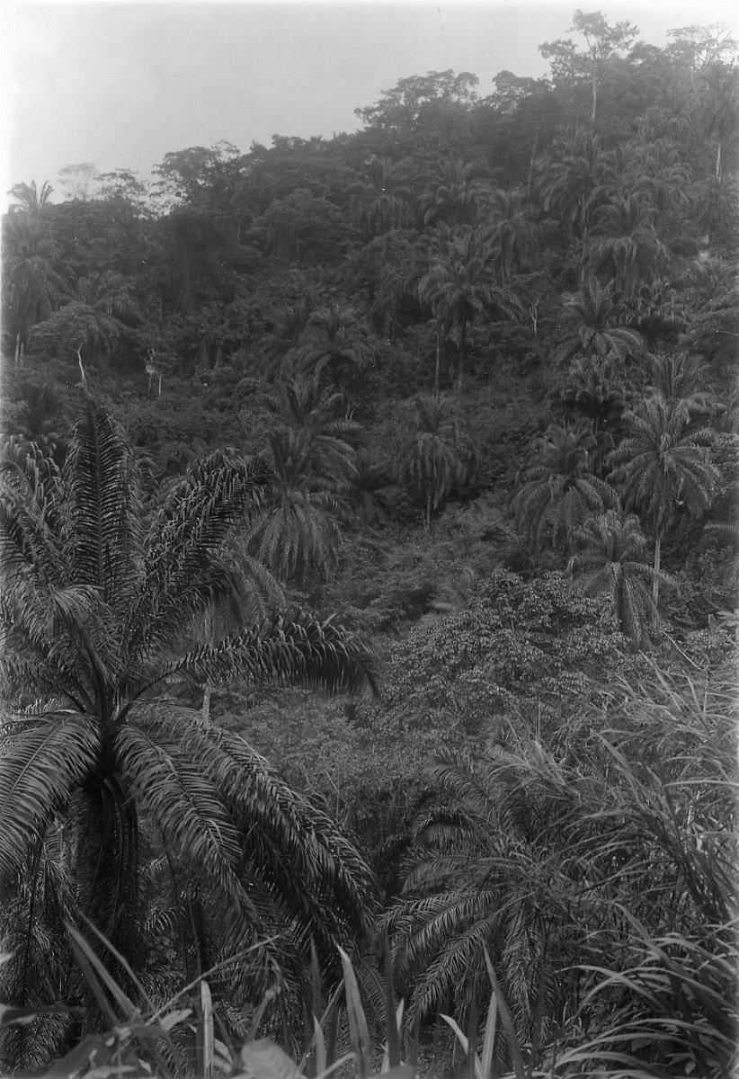 Urwaldvegetation mit Palmen