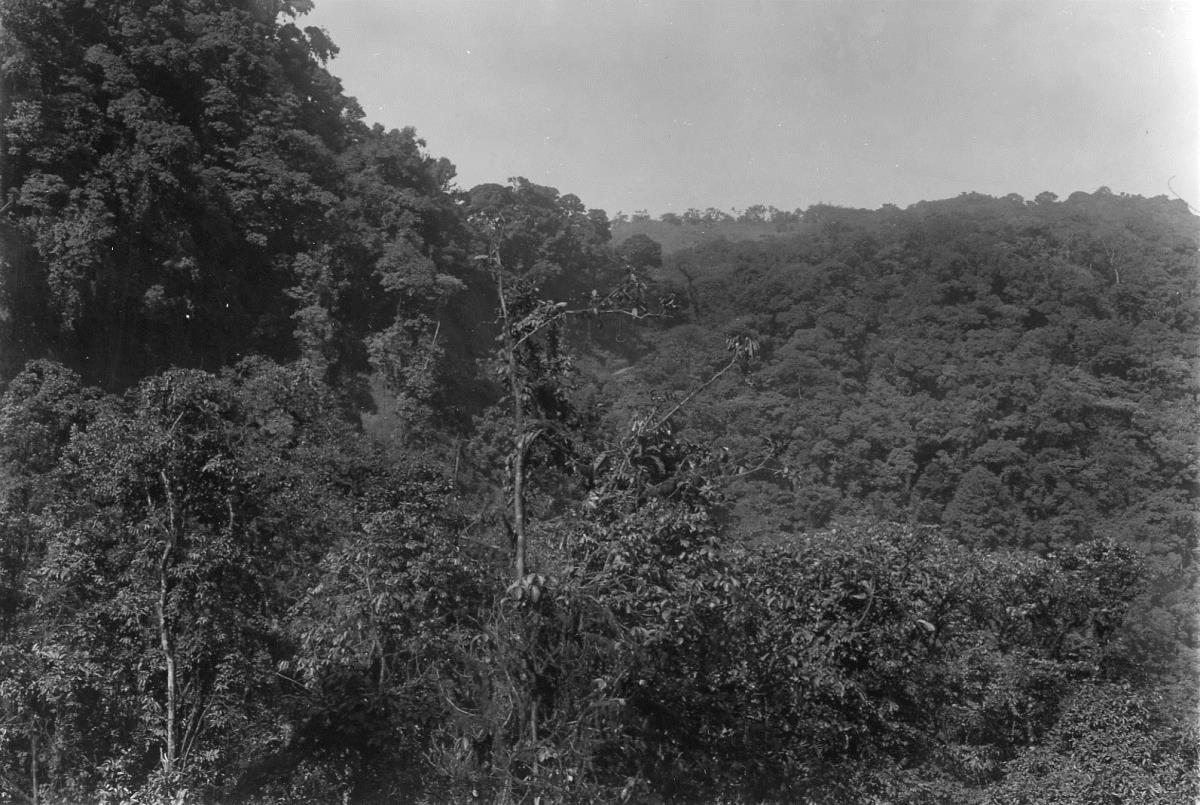 Bergwald
