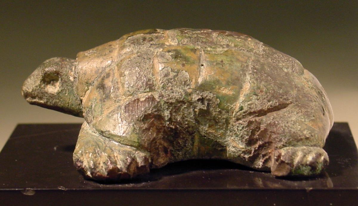 Schildkröte