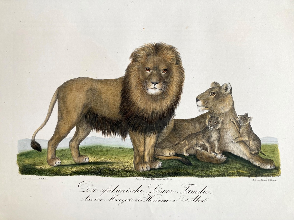 Die afrikanische Löwen-Familie. Aus der Menagerie des Hermann von Aken
