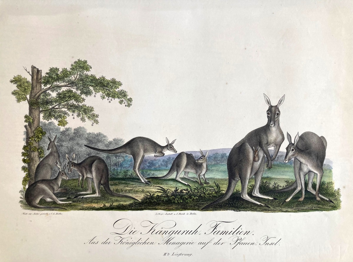 Die Känguruh-Familien. Aus der Königlichen Menagerie auf der Pfauen-Insel