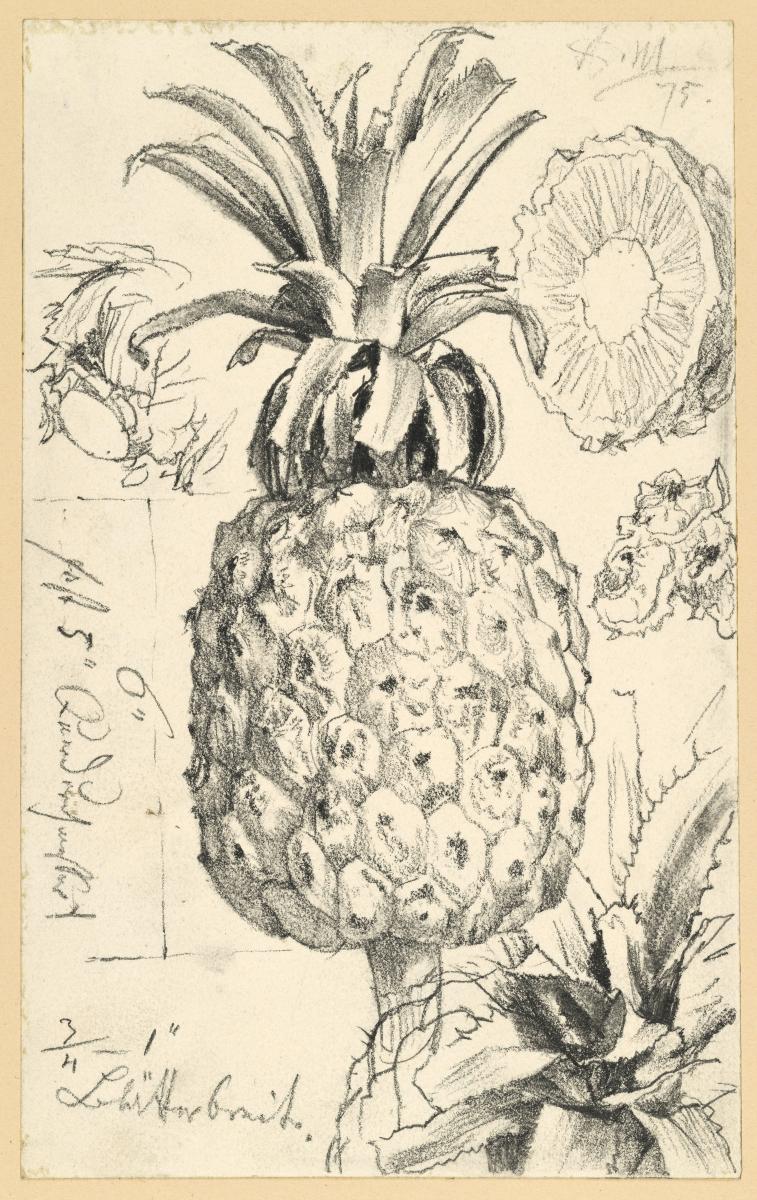 Ananas und Details
