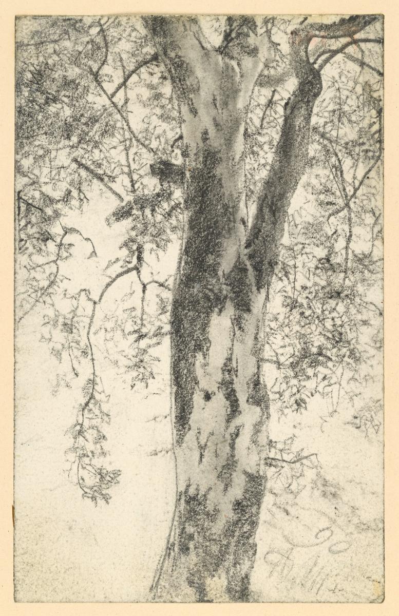 Belaubter Baum