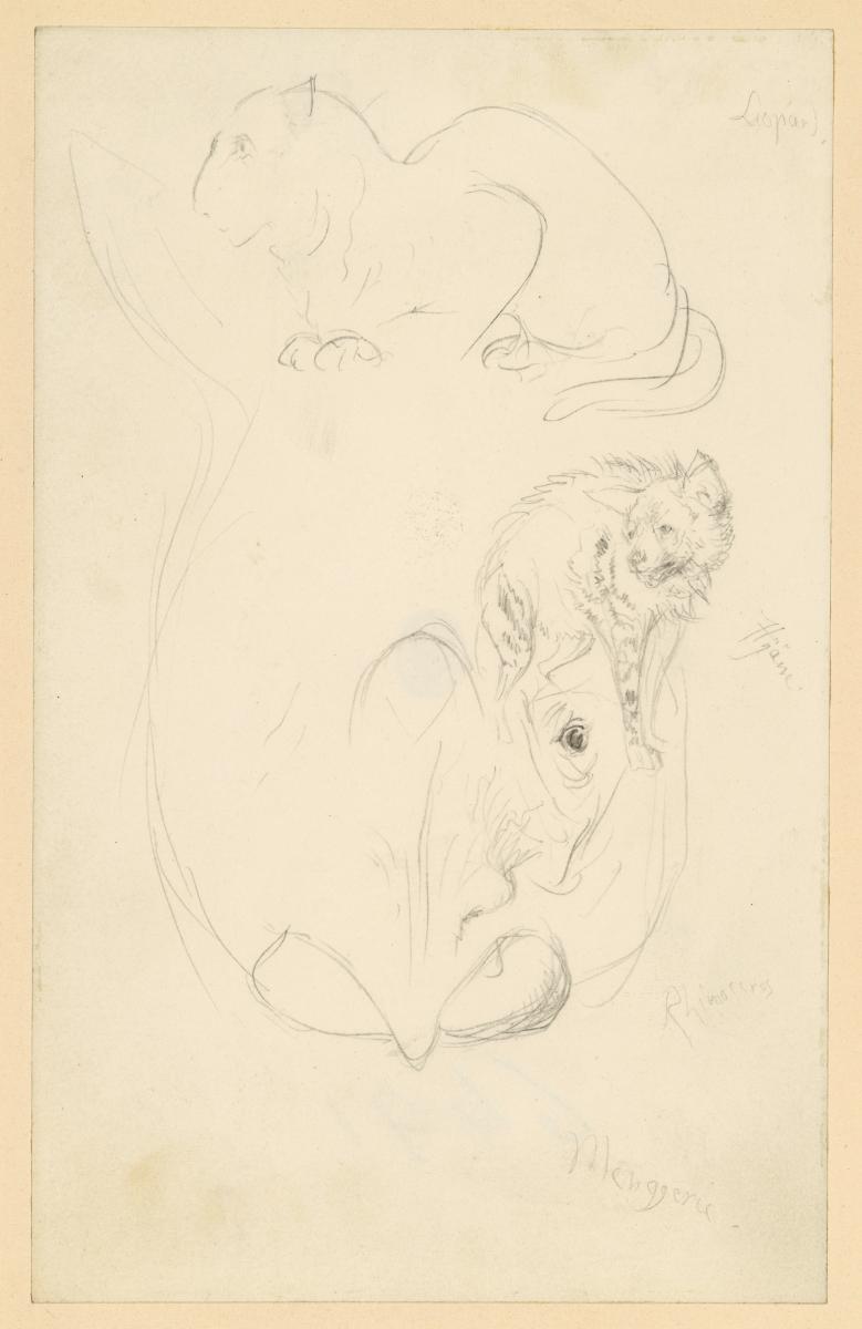 Leopard, Hyäne, Rhinozeros