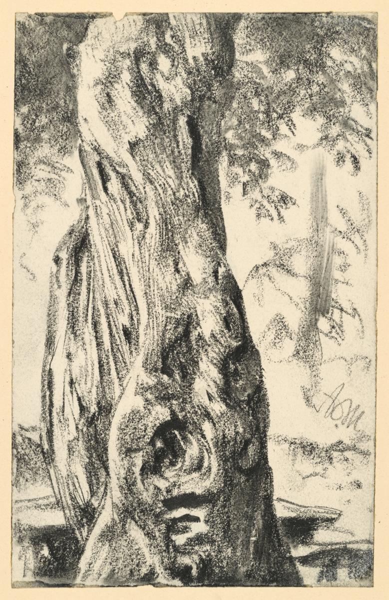 Gewundener hohler Baumstamm