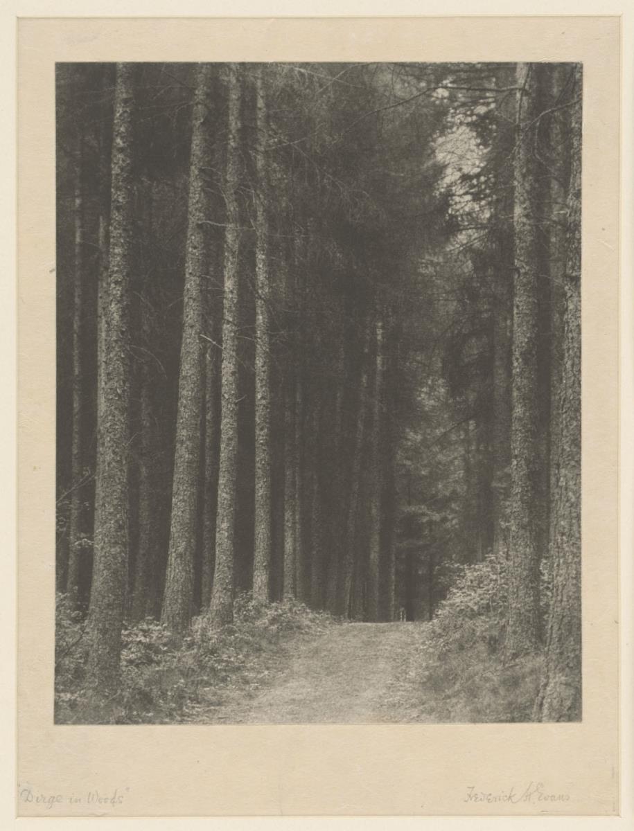 Dirge in the Woods