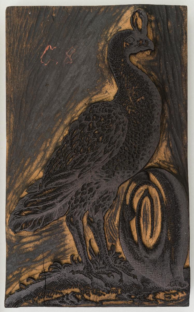 Pfau (Hokko)