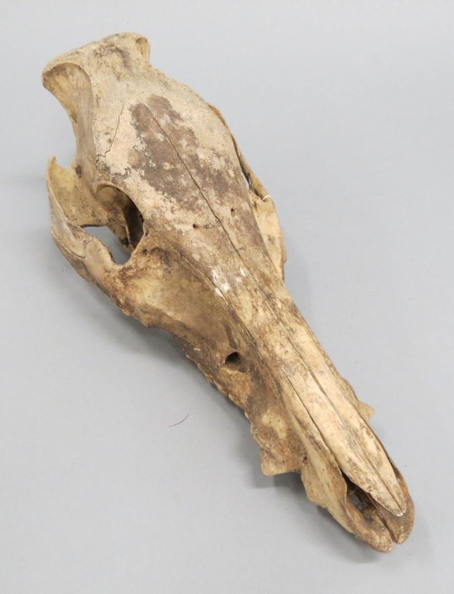 VI Nls 369