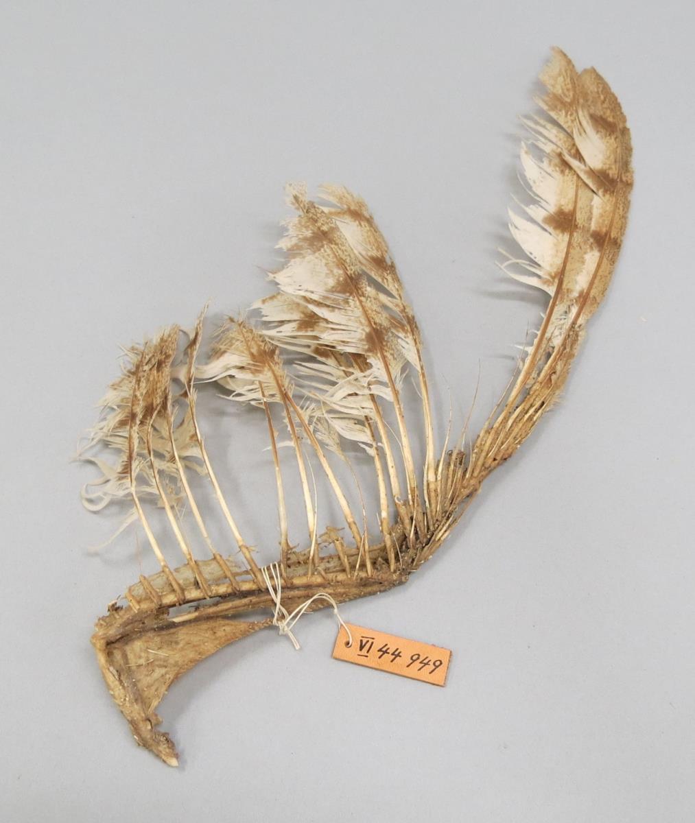 VI 44949 <1>