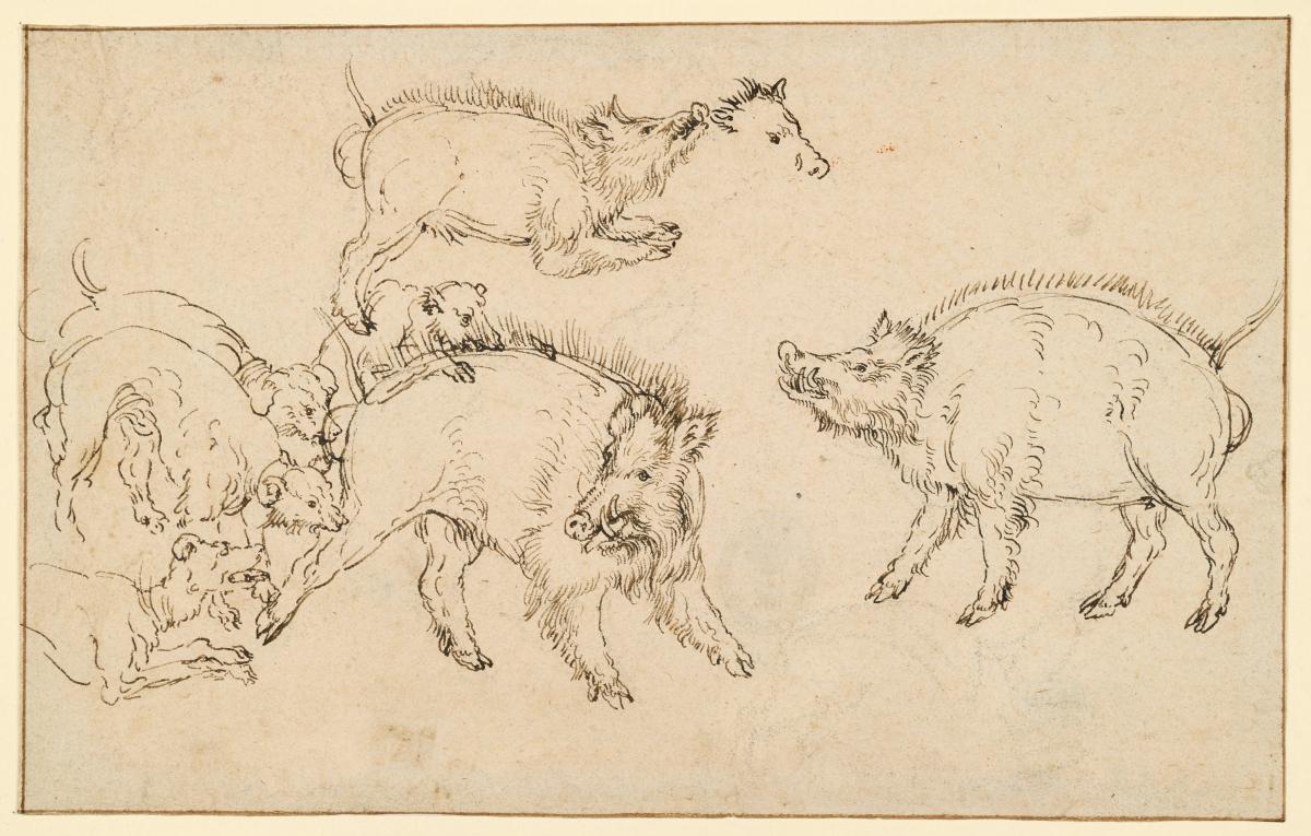 Wildschweine und Hunde