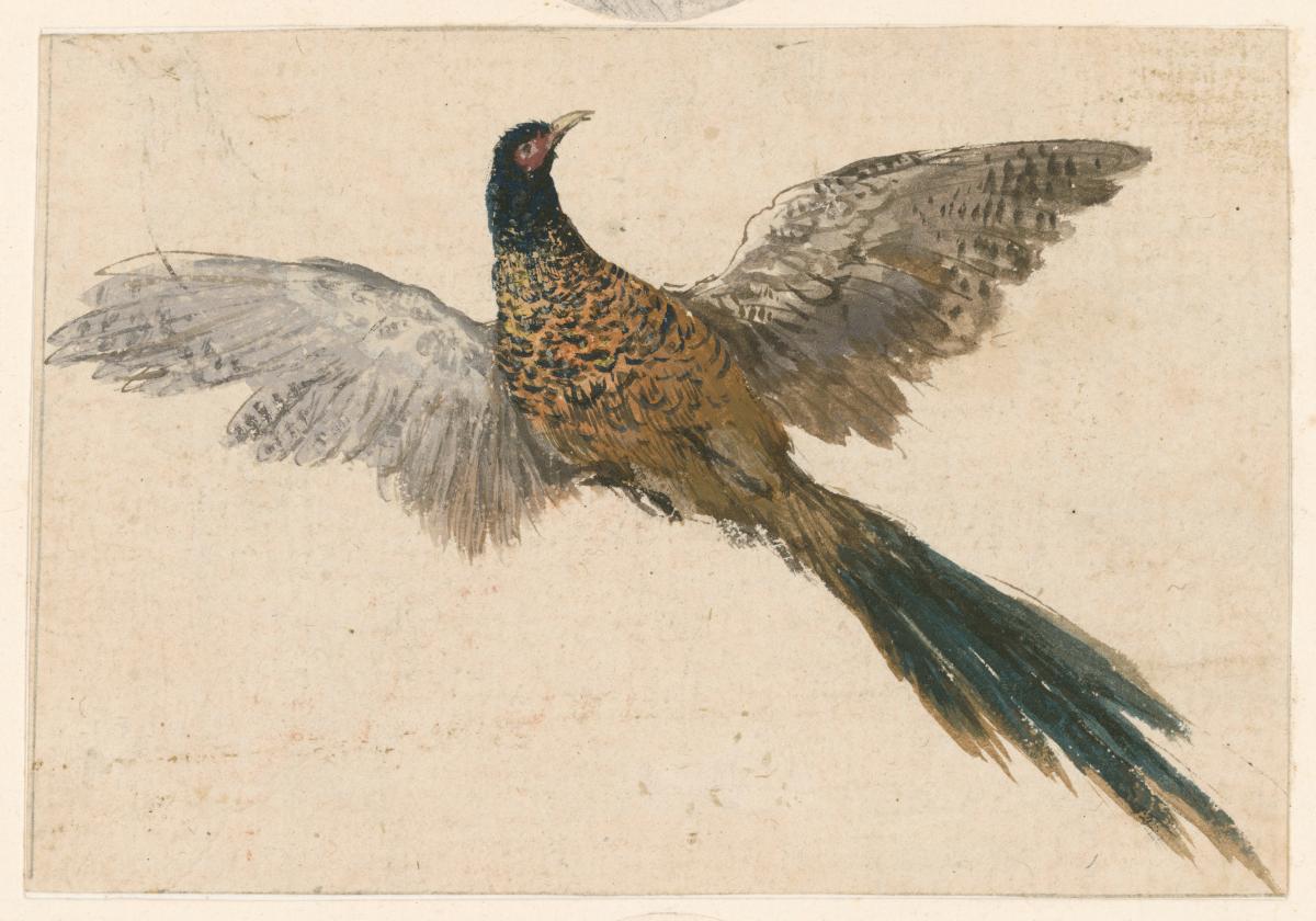 Ein Fasan und vier Medaillons mit Hundeköpfen, auf ein Blatt aufgeklebt