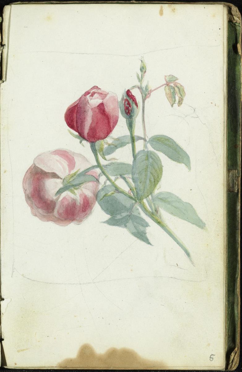 Rote Rosen