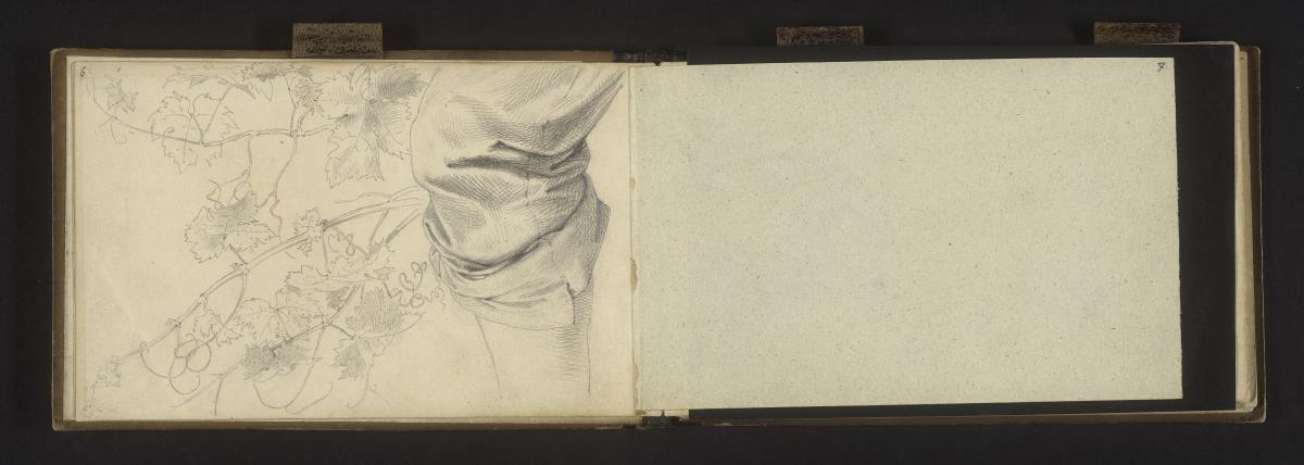 Beinstudie, Ranken- und Blattstudien