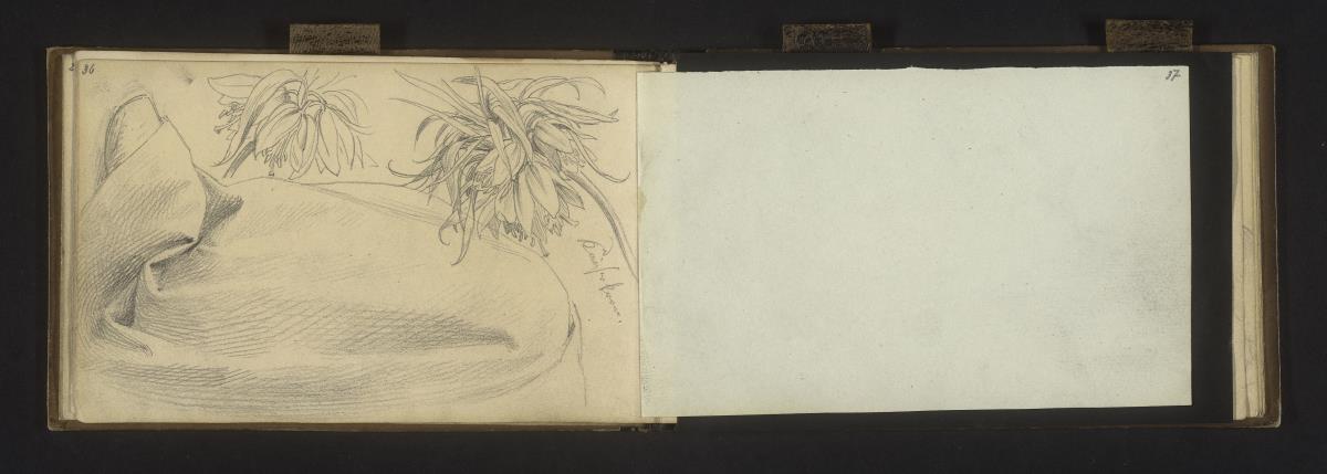Wwei Studien des Blütenstandes der Kaiserkrone, Draperie (Faltenstudie)