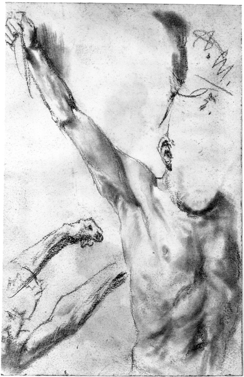Männliche Brust- und Armstudien. Modellstudie zum "Akademieblatt" 1896
