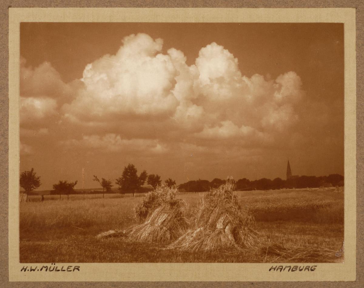 Kornfeld bei Ramelsloh, Lüneburger Heide