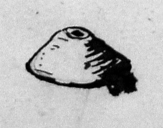 Kegelförmiger Knopf (?)