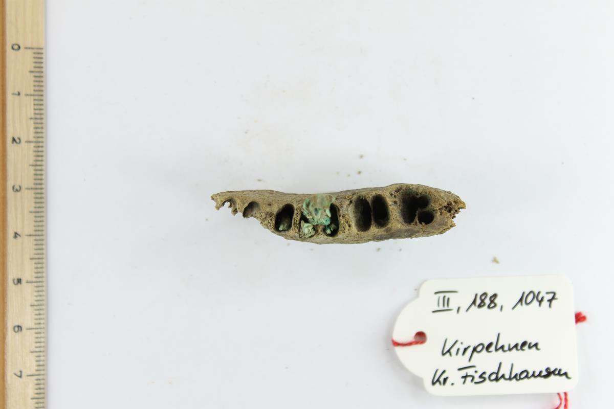 Kiefer-Fragment mit Zahn-Fragment