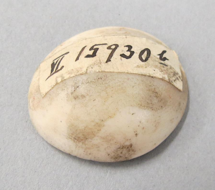 VI 15930 b