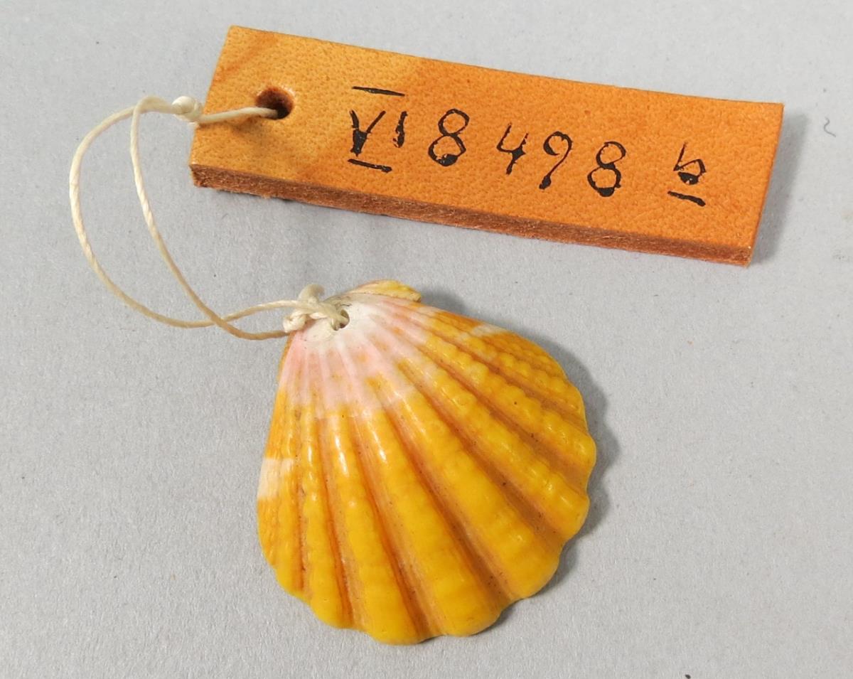 VI 8498 b
